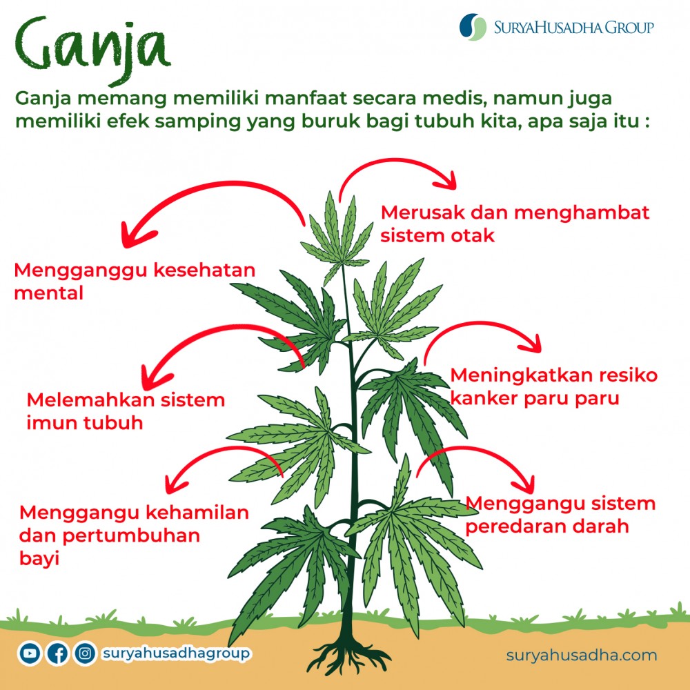 Ganja